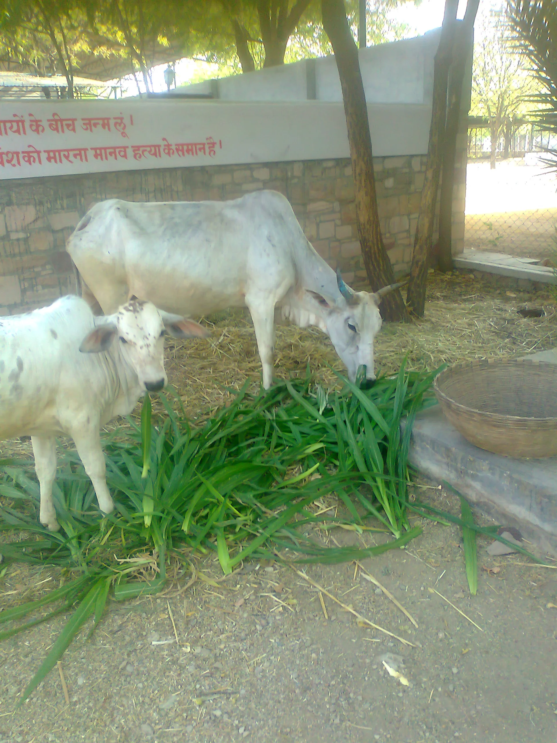 the first tasting of Napier grass